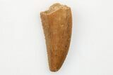 Serrated, Raptor Tooth - Real Dinosaur Tooth #203494-1